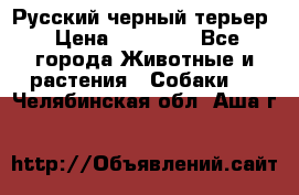 Русский черный терьер › Цена ­ 35 000 - Все города Животные и растения » Собаки   . Челябинская обл.,Аша г.